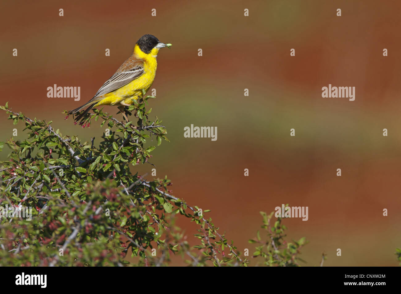 À tête noire (Emberiza melanocephala), homme assis sur un buisson avec des insectes pris dans son bec, la Turquie, Gaziantep, Durnalik Banque D'Images