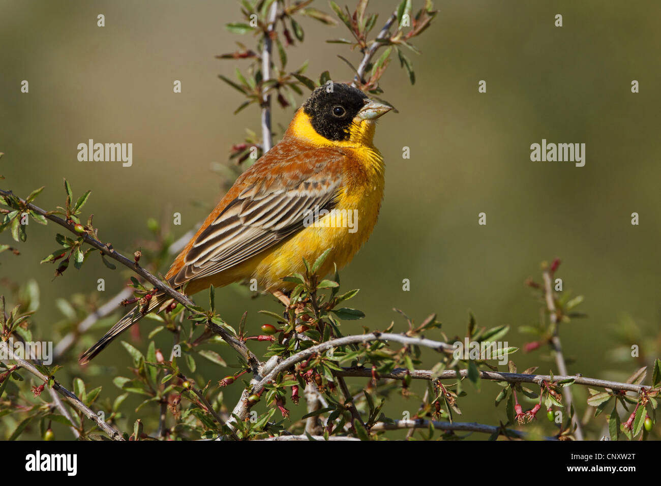 À tête noire (Emberiza melanocephala), homme assis sur un buisson, Turquie, Gaziantep, Durnalik Banque D'Images