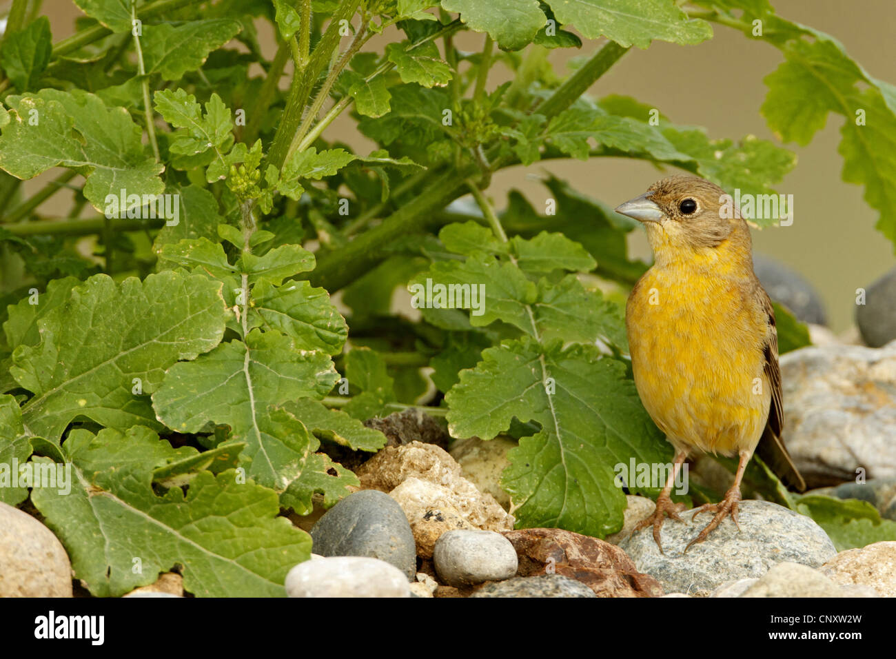 À tête noire (Emberiza melanocephala), femme assise sur le sol, la Turquie, Sanliurfa, Birecik gravières, Birecik Banque D'Images