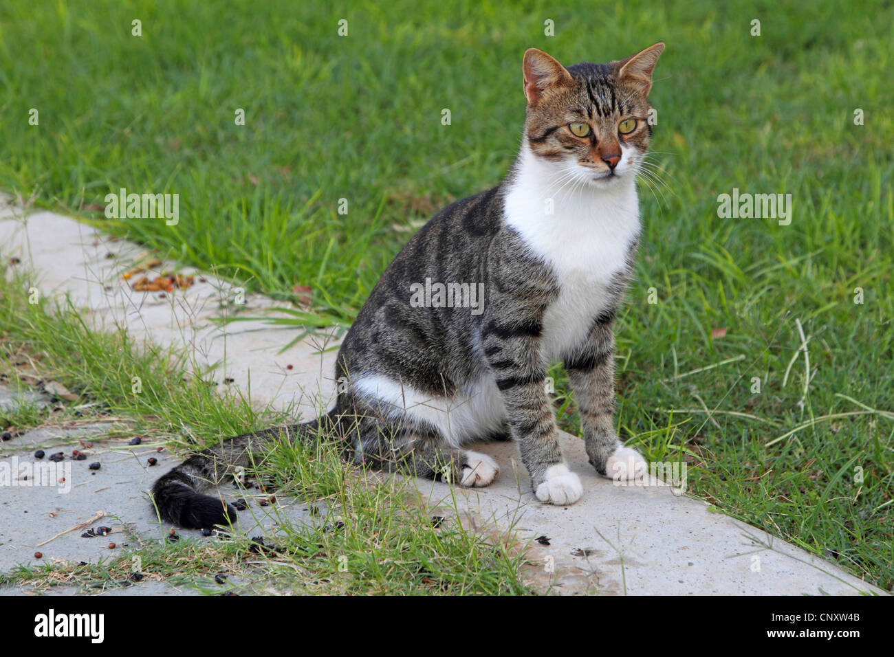 Chat domestique, le chat domestique (Felis silvestris catus) f., dans le jardin Banque D'Images