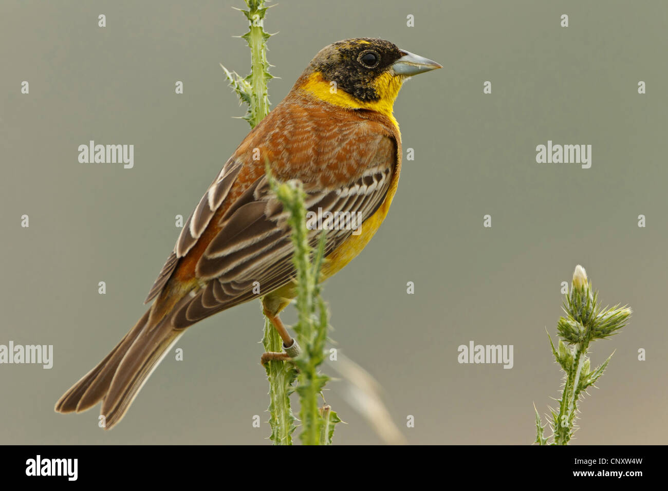 À tête noire (Emberiza melanocephala), homme assis sur un buisson, Turquie, Gaziantep, Durnalik Banque D'Images