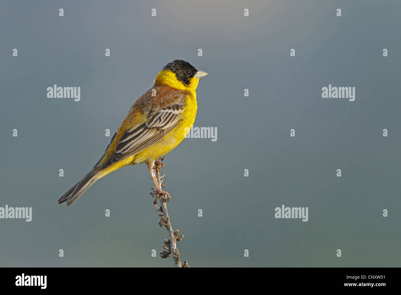 À tête noire (Emberiza melanocephala), homme assis sur une branche, la Turquie, Gaziantep, Durnalik Banque D'Images