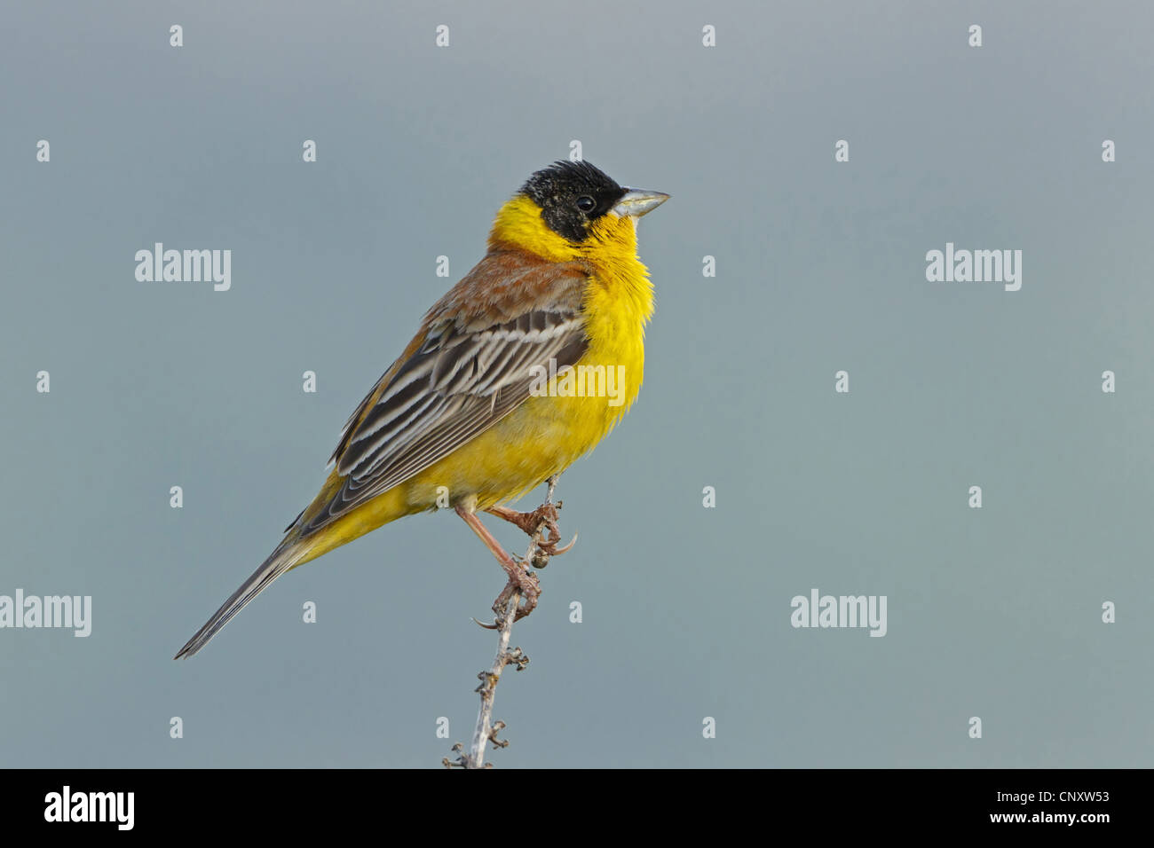 À tête noire (Emberiza melanocephala), homme assis sur une branche, la Turquie, Gaziantep, Durnalik Banque D'Images