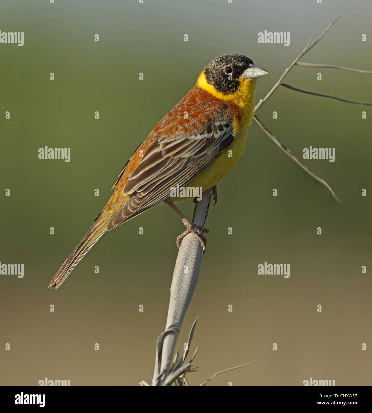 À tête noire (Emberiza melanocephala), homme assis sur une branche, la Turquie, Gaziantep, Durnalik Banque D'Images