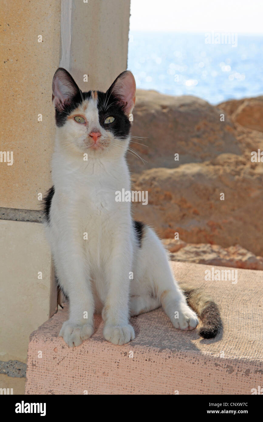 Chat domestique, le chat domestique (Felis silvestris catus) f., assis dans l'ombre Banque D'Images