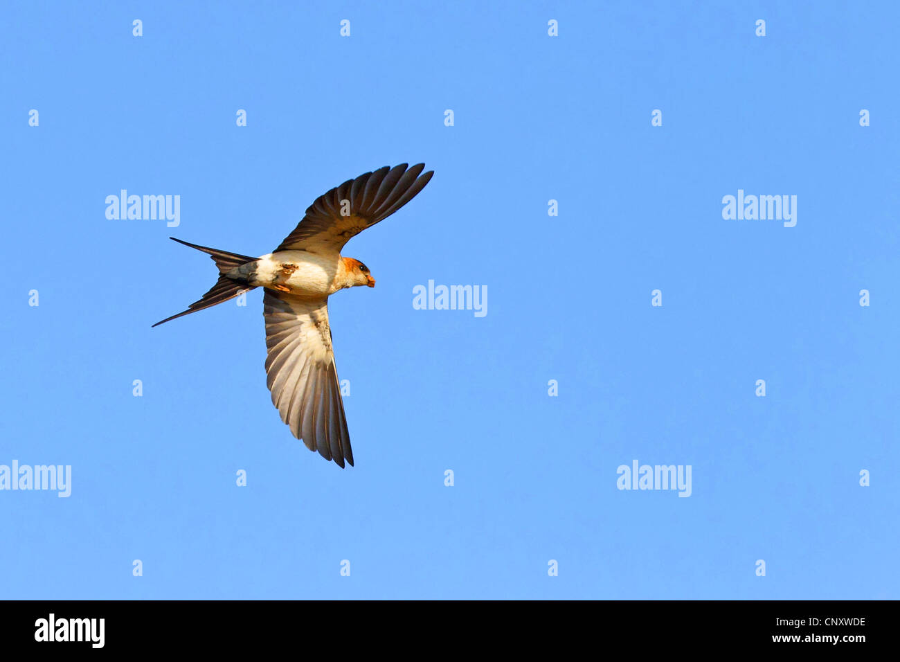 Hirondelle rousseline (Hirundo daurica), voler, Turquie, Gaziantep, Durnalik Banque D'Images