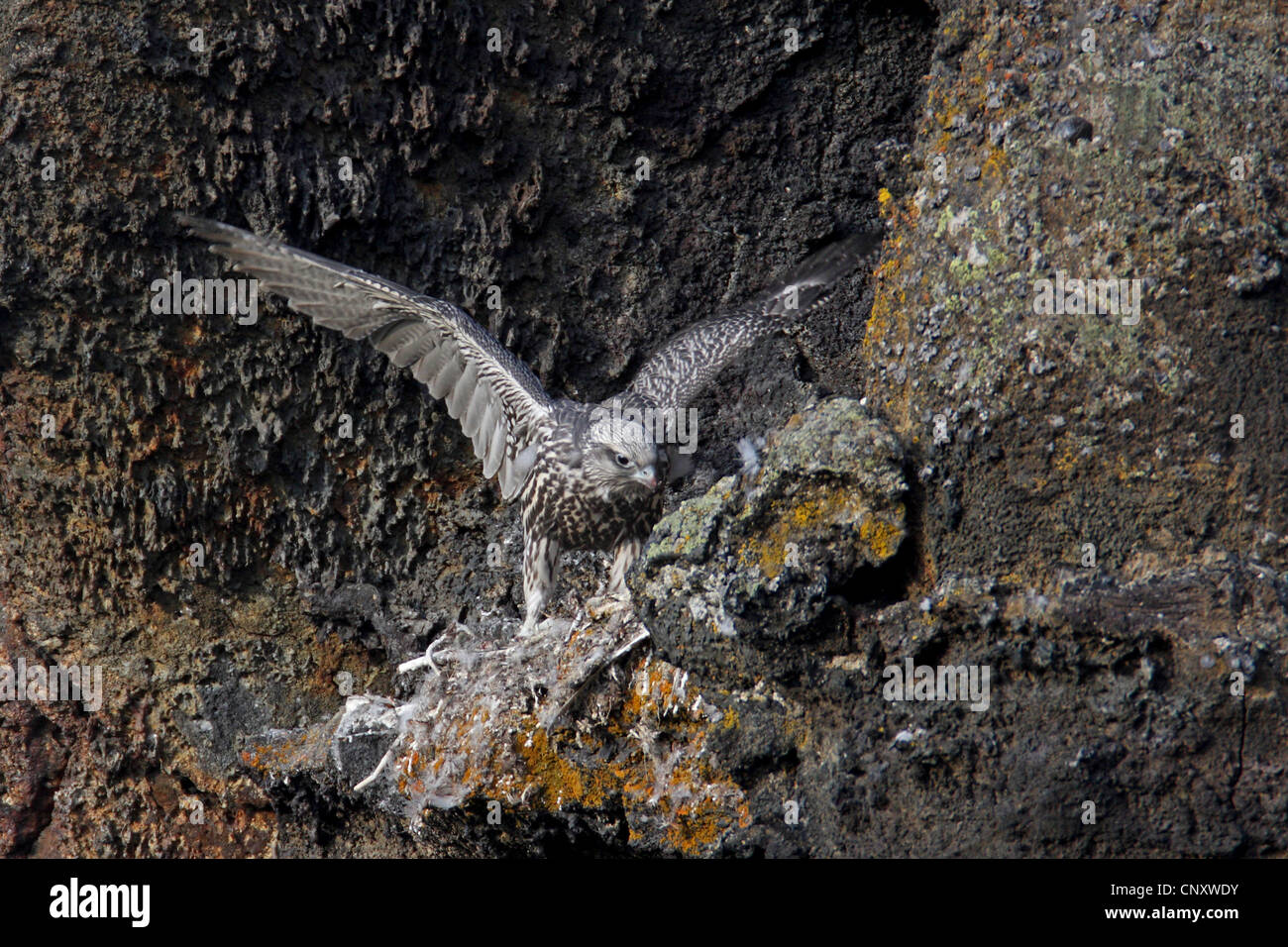 Gyr falcon (Falco rusticolus), les jeunes d'apprendre à voler à l'Aerie dans une paroi rocheuse, de l'Islande, 73320 Banque D'Images