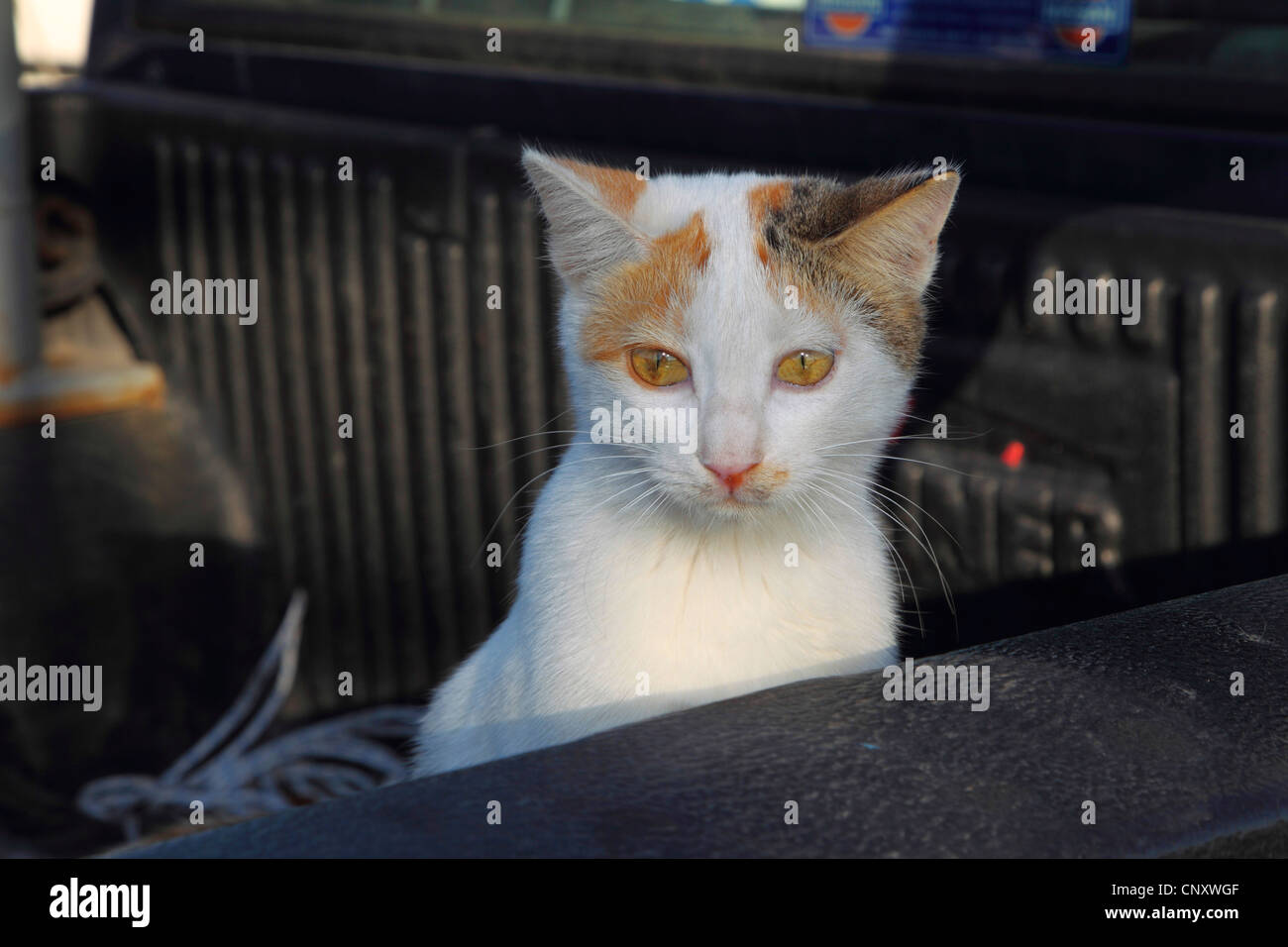 Chat domestique, le chat domestique (Felis silvestris catus), f. dans une voiture Banque D'Images