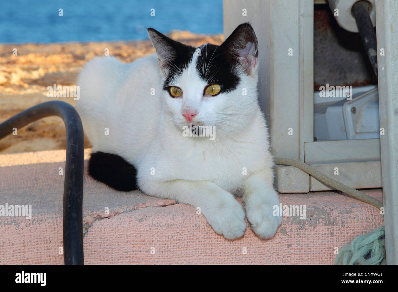 Chat domestique, le chat domestique (Felis silvestris catus. f), allongé sur un mur à l'ombre Banque D'Images