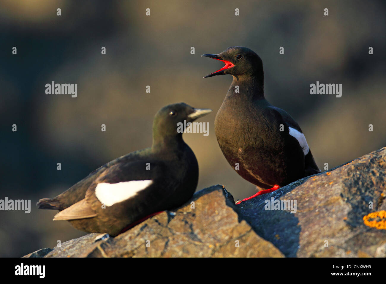 Le guillemot à miroir (Cepphus grylle), deux oiseaux assis sur un rocher, l'un appelant, l'Islande, Flatey Banque D'Images