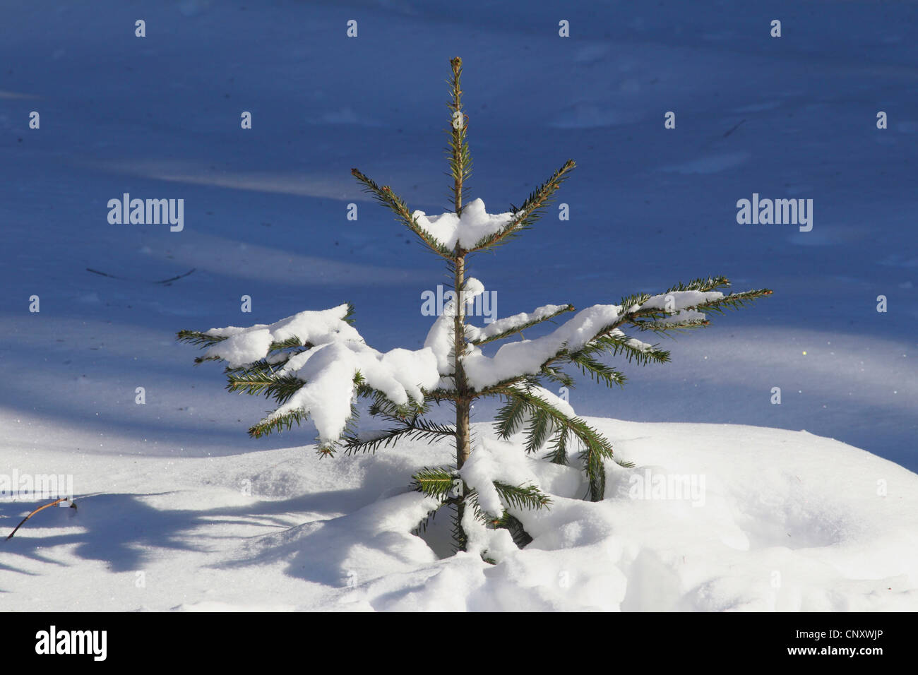 L'épinette de Norvège (Picea abies), l'épinette dans la neige, en Allemagne, en Bavière, Parc National de la Forêt bavaroise Banque D'Images