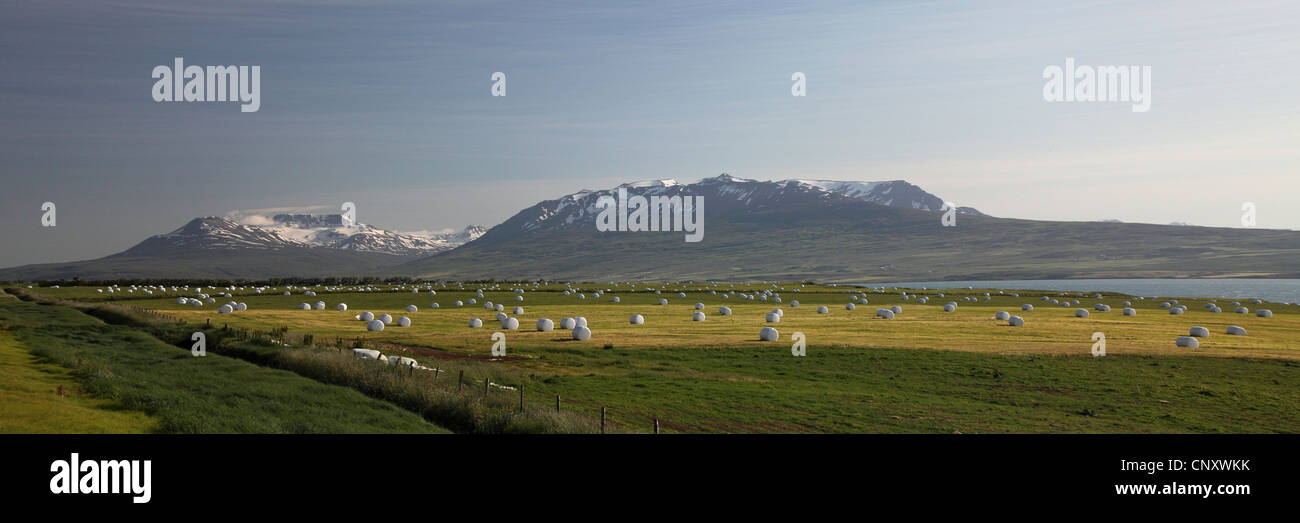 Balles d'ensilage dans les prés, l'Islande, Akureyri Banque D'Images