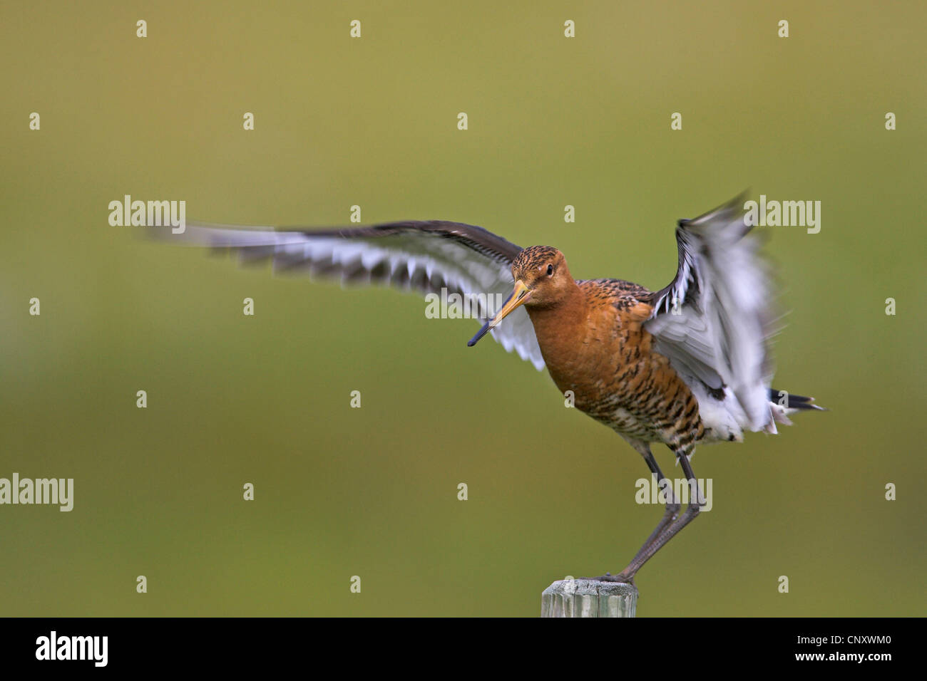 Icelandic Barge à queue noire (Limosa limosa islandica), l'atterrissage sur un poste en bois, de l'Islande, Glasgow Banque D'Images