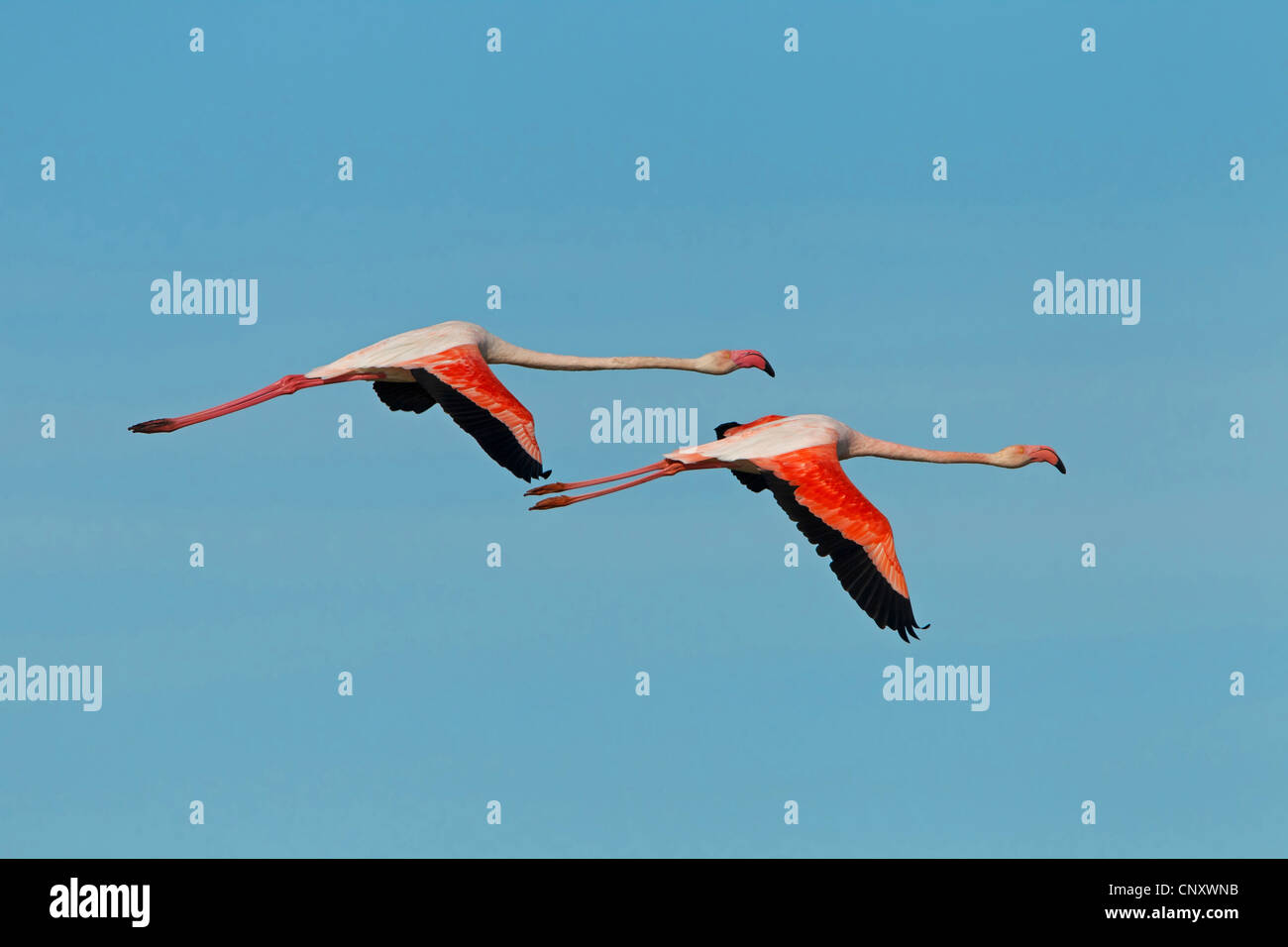 Flamant rose (Phoenicopterus roseus, Phoenicopterus ruber roseus), deux oiseaux, France, Provence, Camargue Banque D'Images