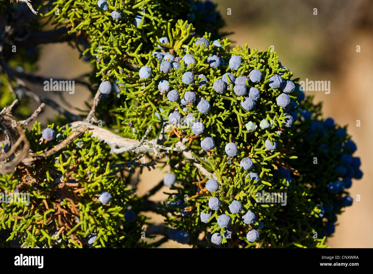 Californie Le Genévrier (Juniperus californica), des rameaux avec des graines, États-Unis, Californie, Mojave, Joshua Tree National Park Banque D'Images