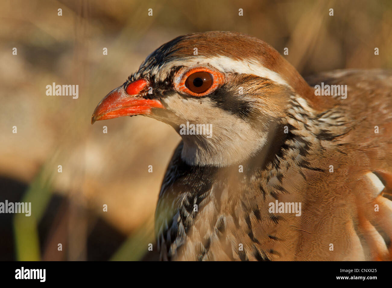 Red-legged partridge (Alectoris rufa), assis dans un pré, France, Provence, la Crau Banque D'Images