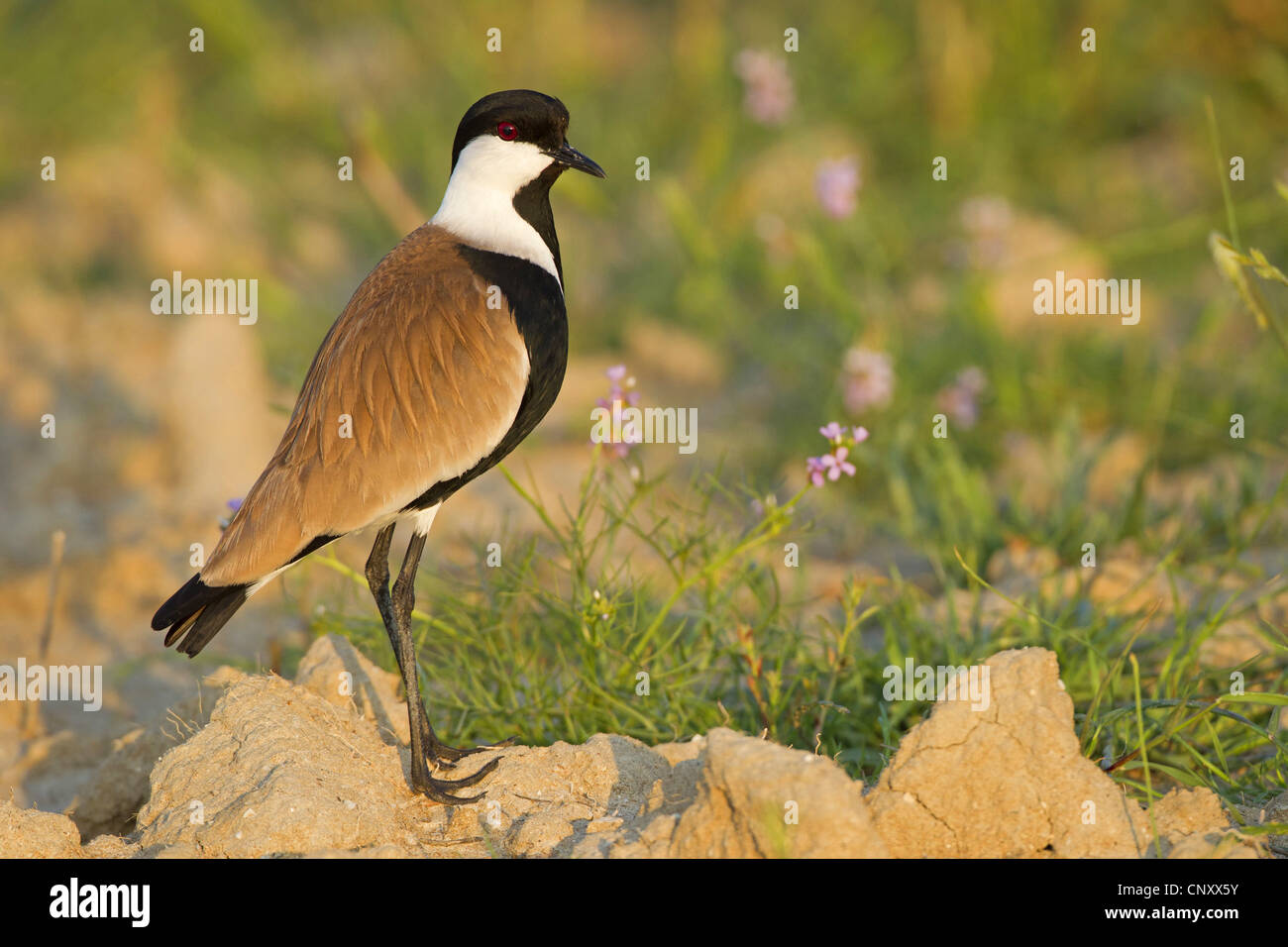 (Vanellus spinosus, Hoplopterus spinosus), assis sur une butte, Turquie, Goeksu Delta, Silifke Banque D'Images