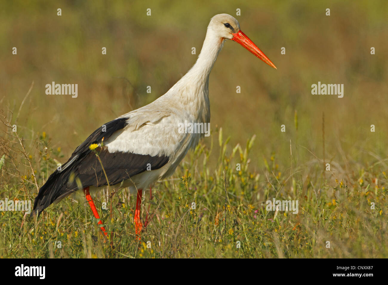 Cigogne Blanche (Ciconia ciconia), marcher dans un pré, Turquie, Goeksu Delta, Silifke Banque D'Images