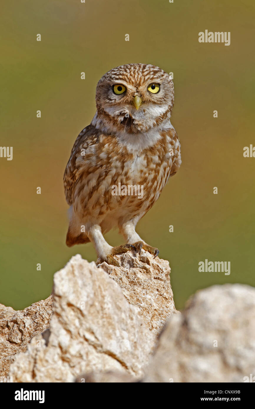 Chouette chevêche (Athene noctua), assis sur le sol rocheux, la Turquie, Sanliurfa Banque D'Images