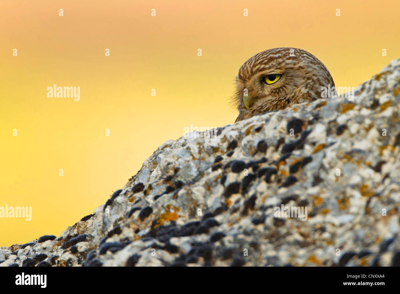 Chouette chevêche (Athene noctua), sur le site de derrière un rocher, la Turquie, Sanliurfa Banque D'Images