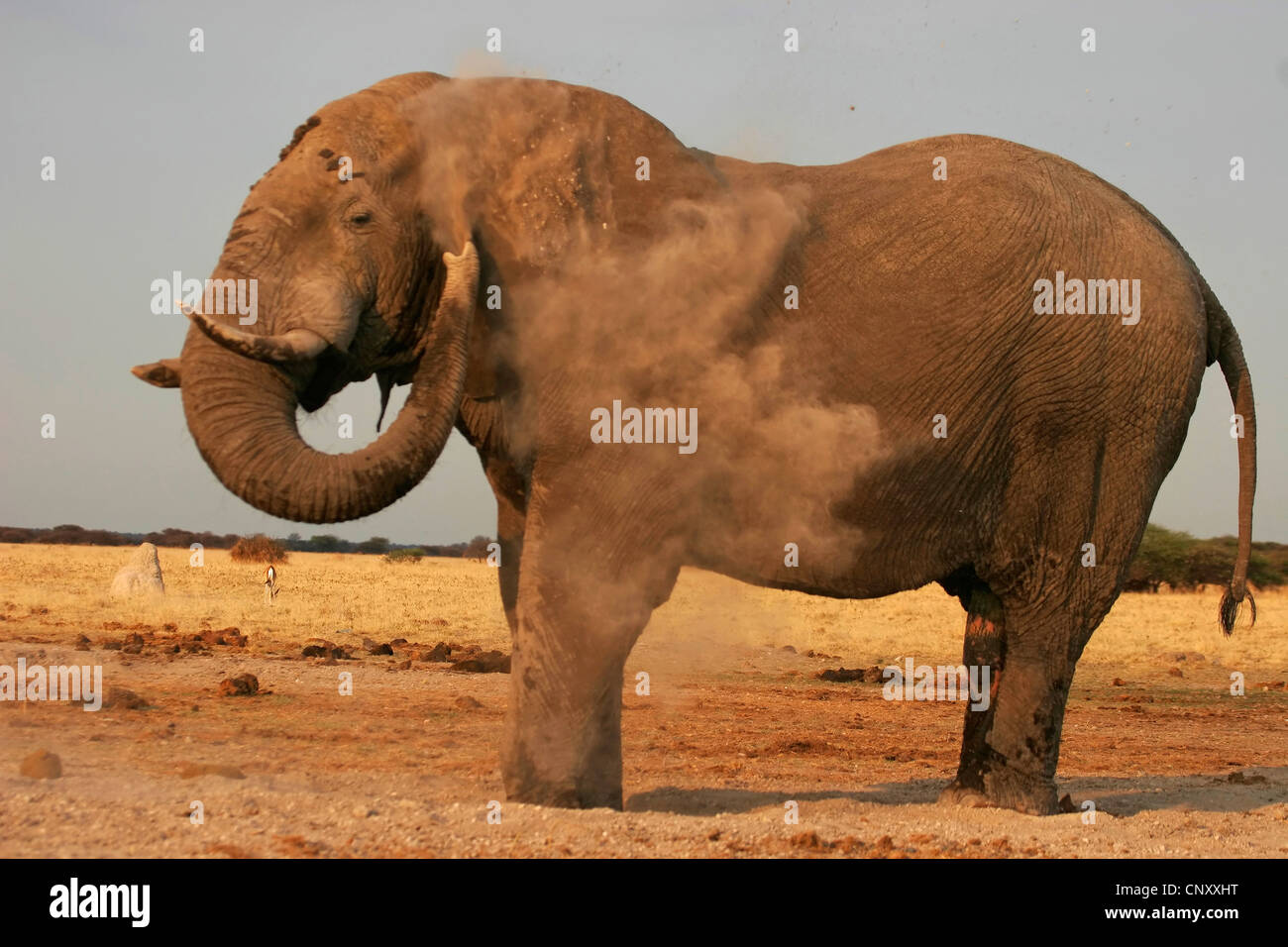 L'éléphant africain (Loxodonta africana), taling une baignoire poussière, Botswana, Chobe National Park Banque D'Images