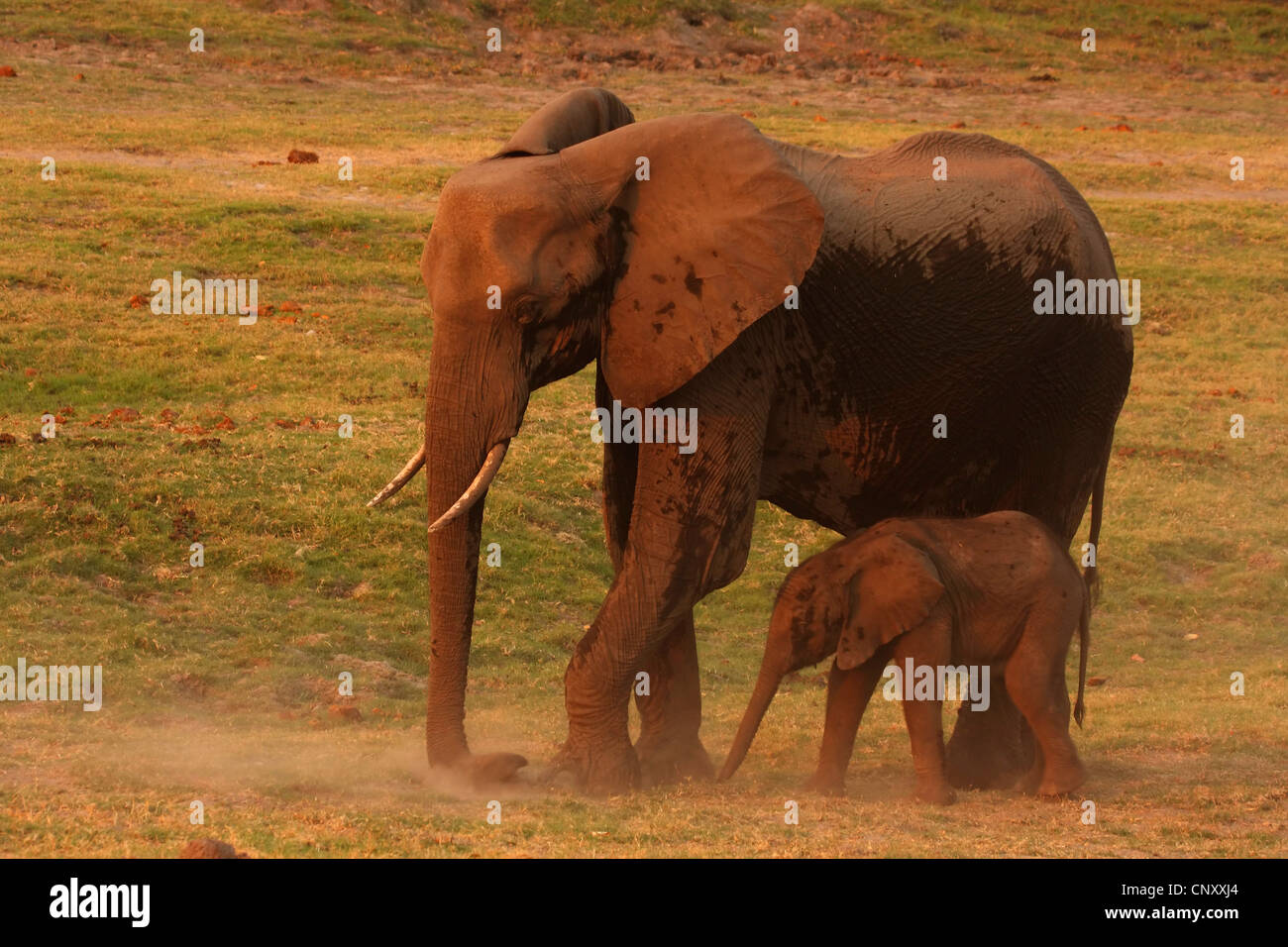 L'éléphant africain (Loxodonta africana), mère avec pup, Botswana, Chobe National Park Banque D'Images