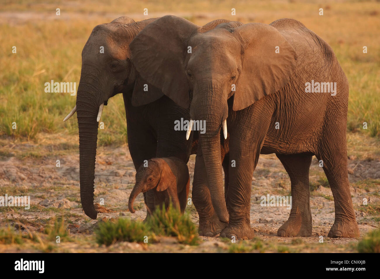 L'éléphant africain (Loxodonta africana), des parents d'pup, Botswana, Chobe National Park Banque D'Images