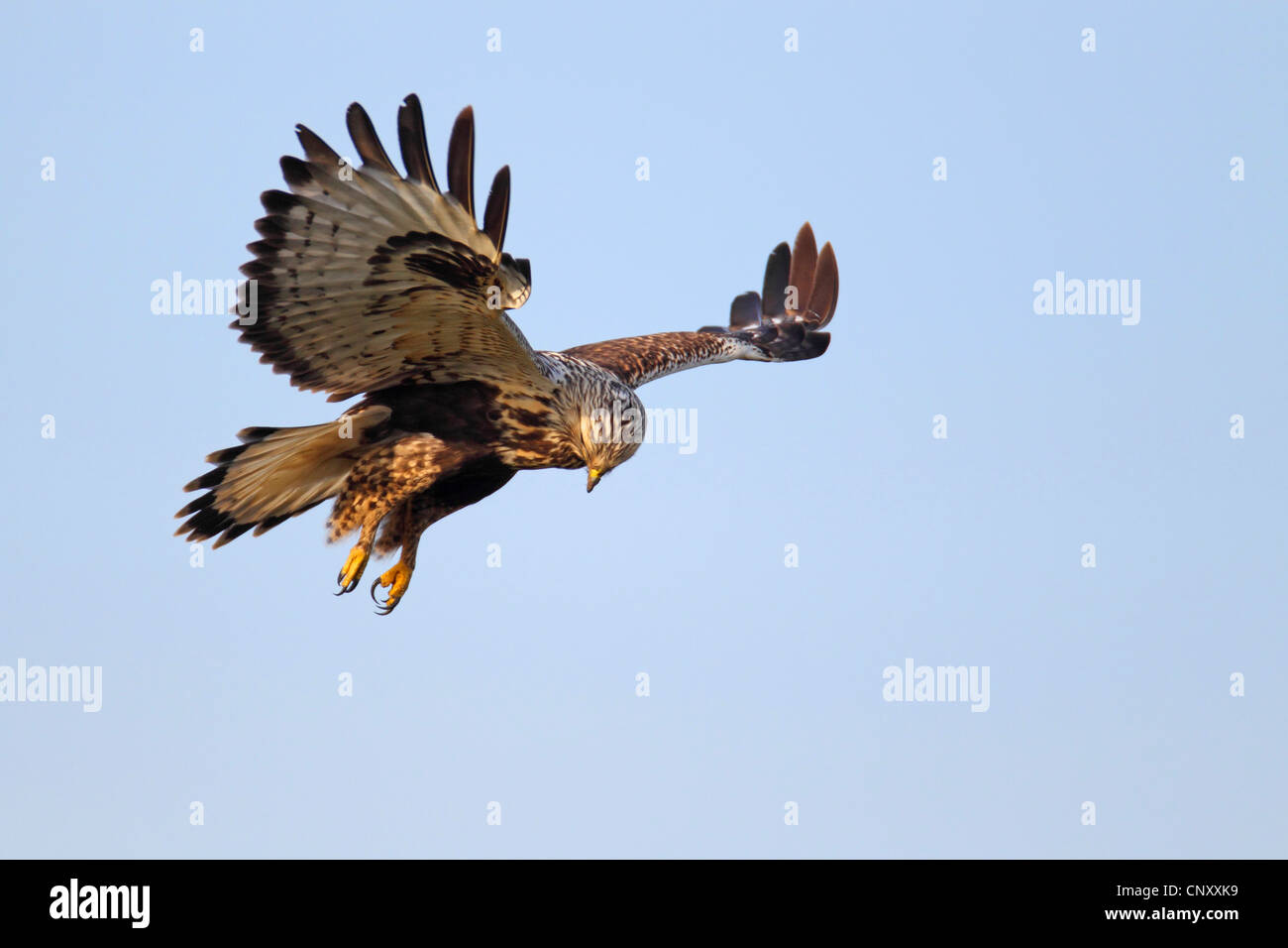 La Buse pattue (Buteo lagopus), planant, Pays-Bas, Frise Banque D'Images