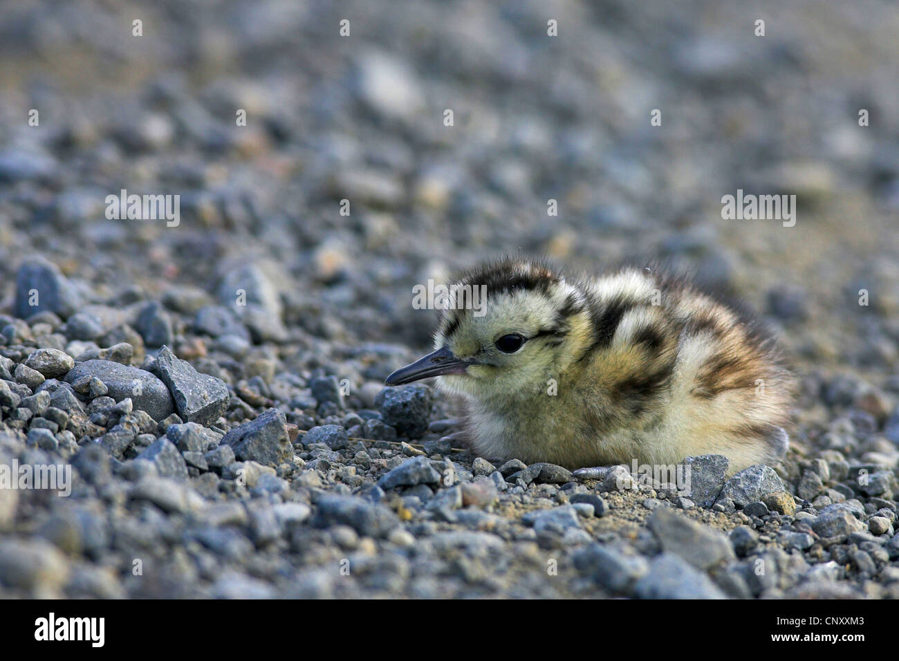 Courlis corlieu (Numenius phaeopus), Poussin, Islande, Thingvellir Banque D'Images