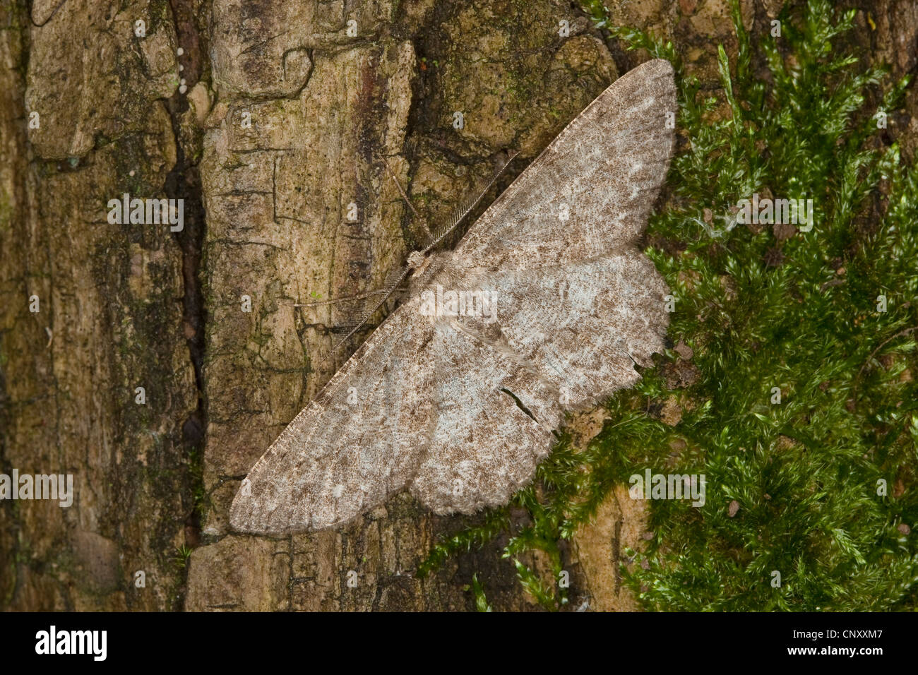 Chêne pâle Hypomecis punctinalis (beauté, Boarmia punctinalis, Boarmia consortaria), assis sur l'écorce, Allemagne Banque D'Images