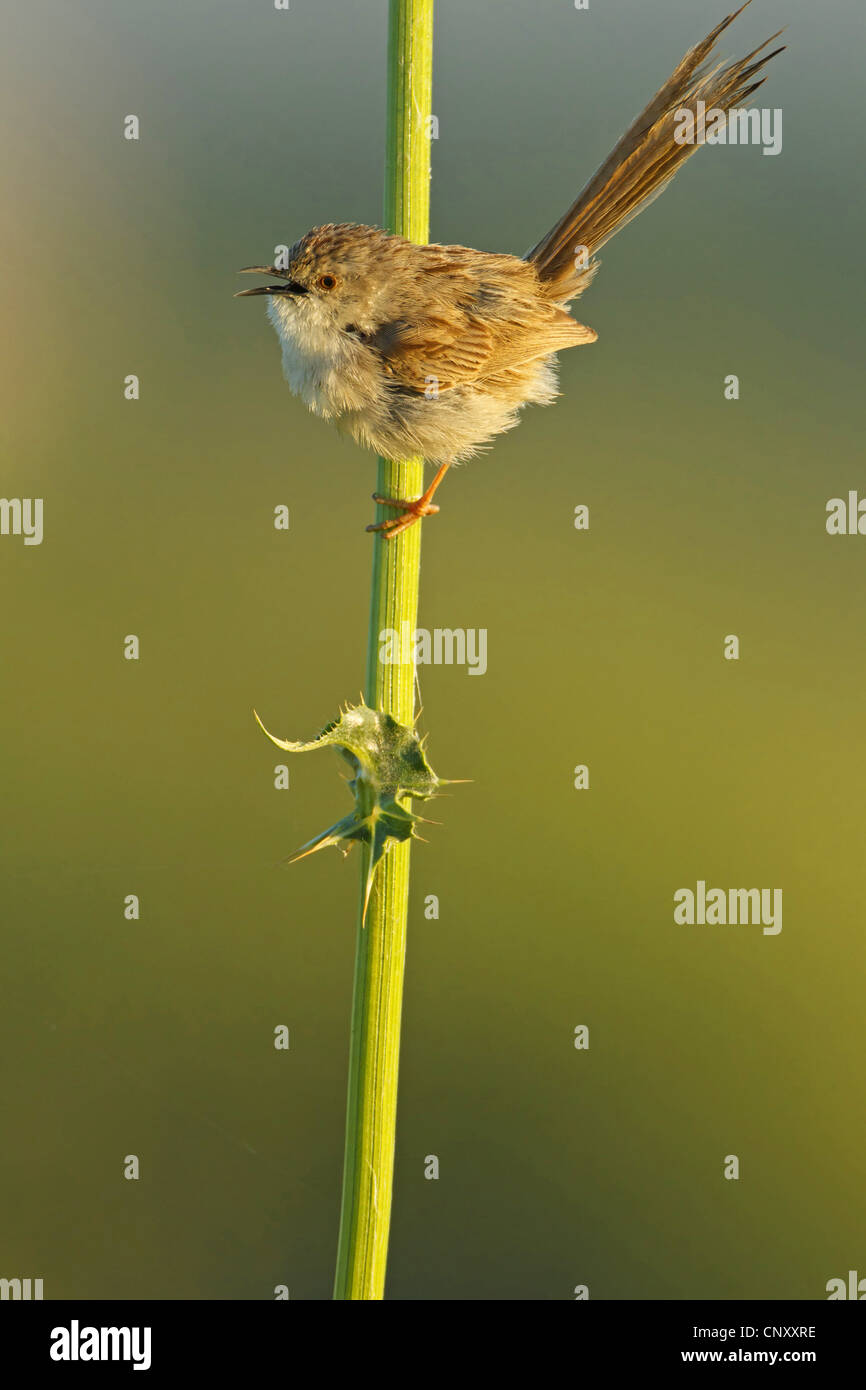 Prinia gracilis (gracieux), assis sur un chardon de chanter, la Turquie, Sanliurfa, Birecik gravières, Birecik Banque D'Images
