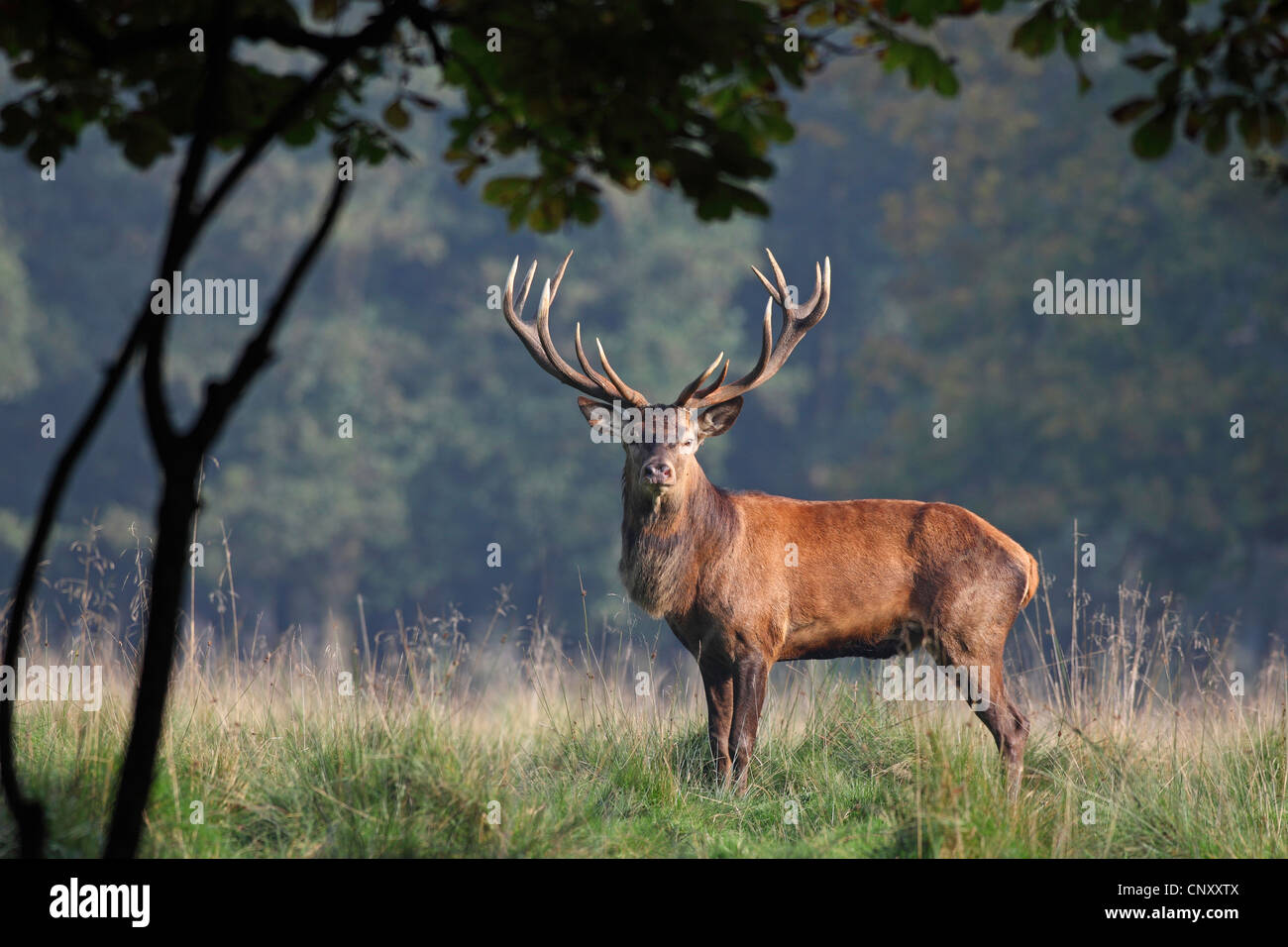 Red Deer (Cervus elaphus), magnifique red deer standing in forest glade, Danemark, Jaegersborg Banque D'Images