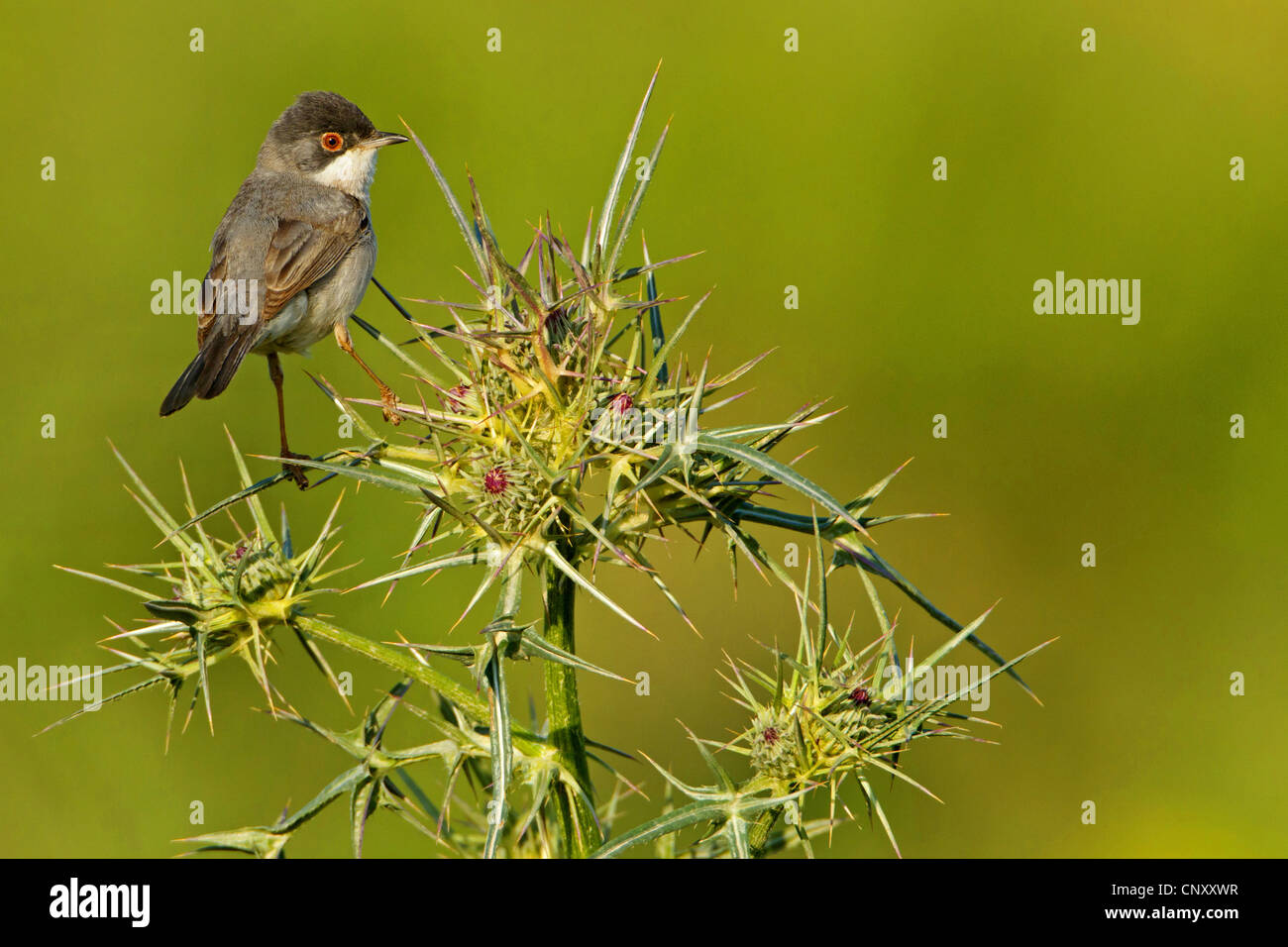 Menetries's Warbler, Paruline des Mntries (Sylvia mystacea rubescens), assis sur un chardon, Notobasis syriaca, Turquie, Sanliurfa, Birecik Gravières Banque D'Images