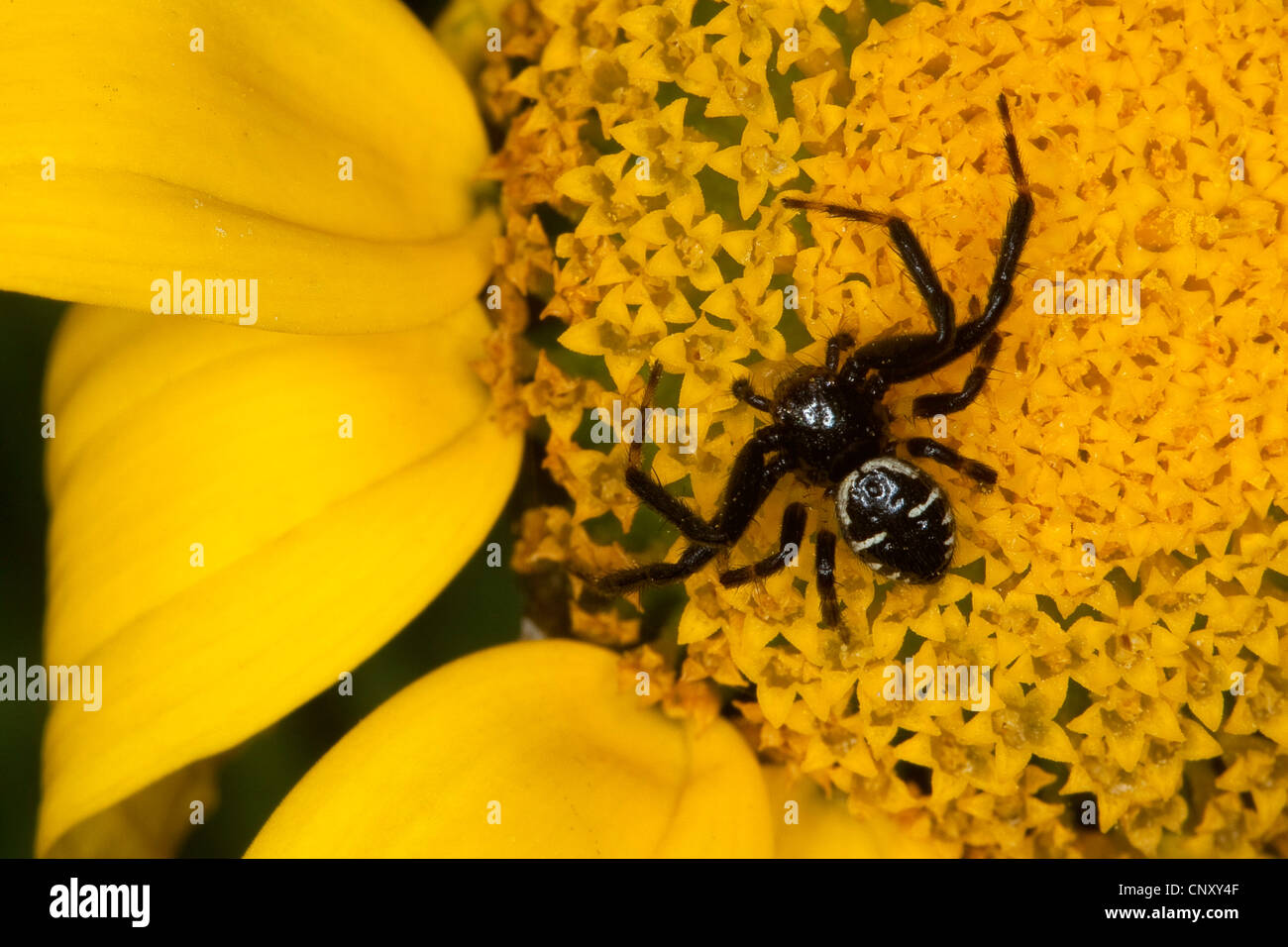 Araignée crabe rouge (Synema globosum, Synaema globosum), qui rôdent sur une fleur jaune, Allemagne Banque D'Images