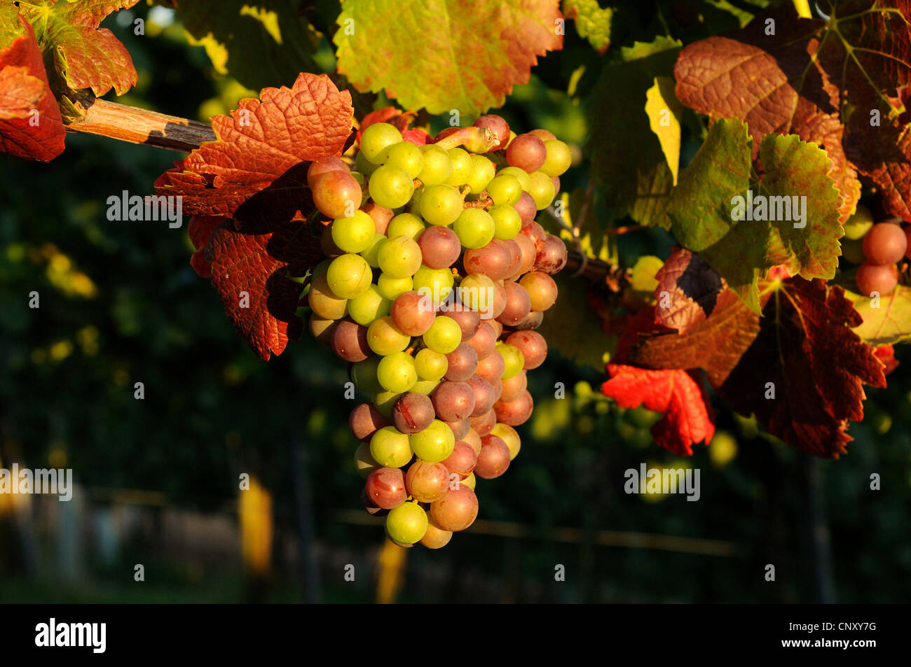 Raisin (Vitis spec.), grappe de raisins dans une vigne avec le vert et les fruits rouges, Allemagne Banque D'Images