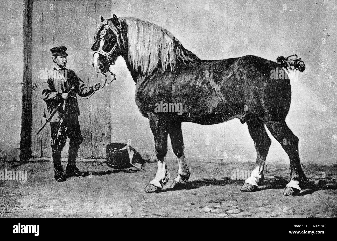 Cheval de Trait Belge, chevaux de trait Banque D'Images