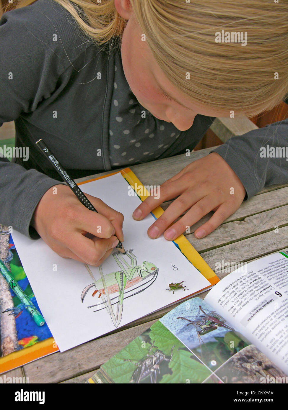 Roesel's Metrioptera roeselii (bushcricket), assis sur un papier à côté d'un livre de classification, tirés sur papier par une fille, Allemagne Banque D'Images