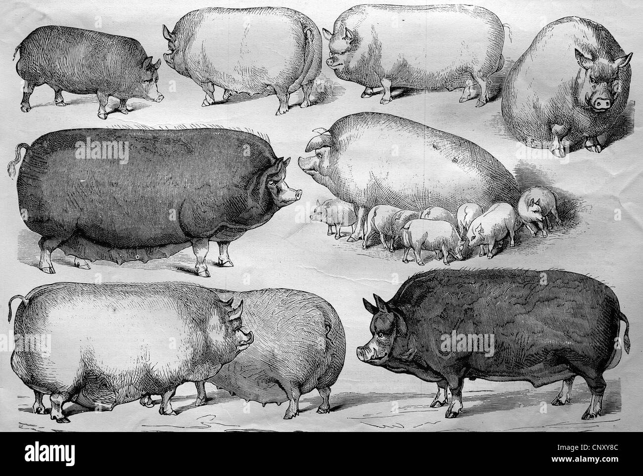 Races de porcs domestiques belge, historique de la gravure sur bois, vers 1888 Banque D'Images