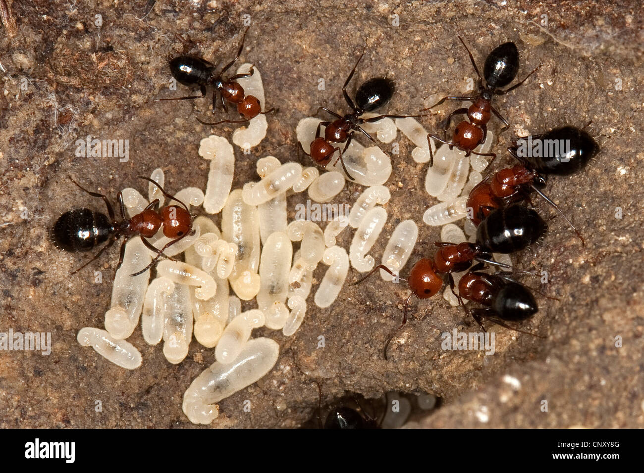 Fourmi (Camponotus lateralis), nid sous une pierre avec larve, Italie, Sicile Banque D'Images