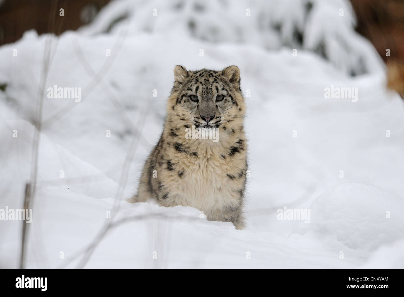 Léopard des neiges (Uncia uncia, Panthera uncia), juvénile assis dans la neige Banque D'Images