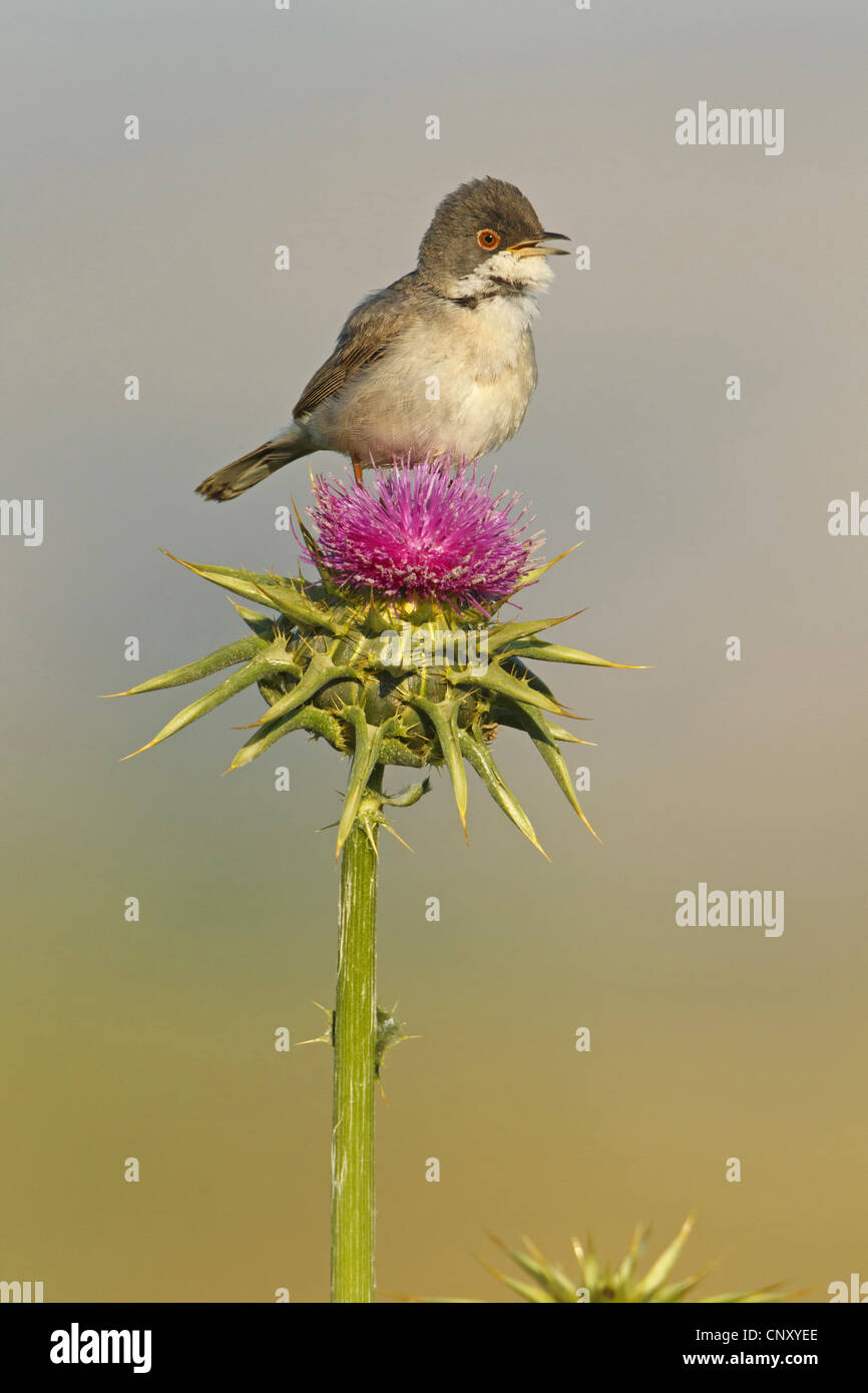 Menetries's Warbler, Paruline des Mntries (Sylvia mystacea rubescens), femme assise sur un chardon, appelant la Turquie, Sanliurfa, Birecik Gravières Banque D'Images