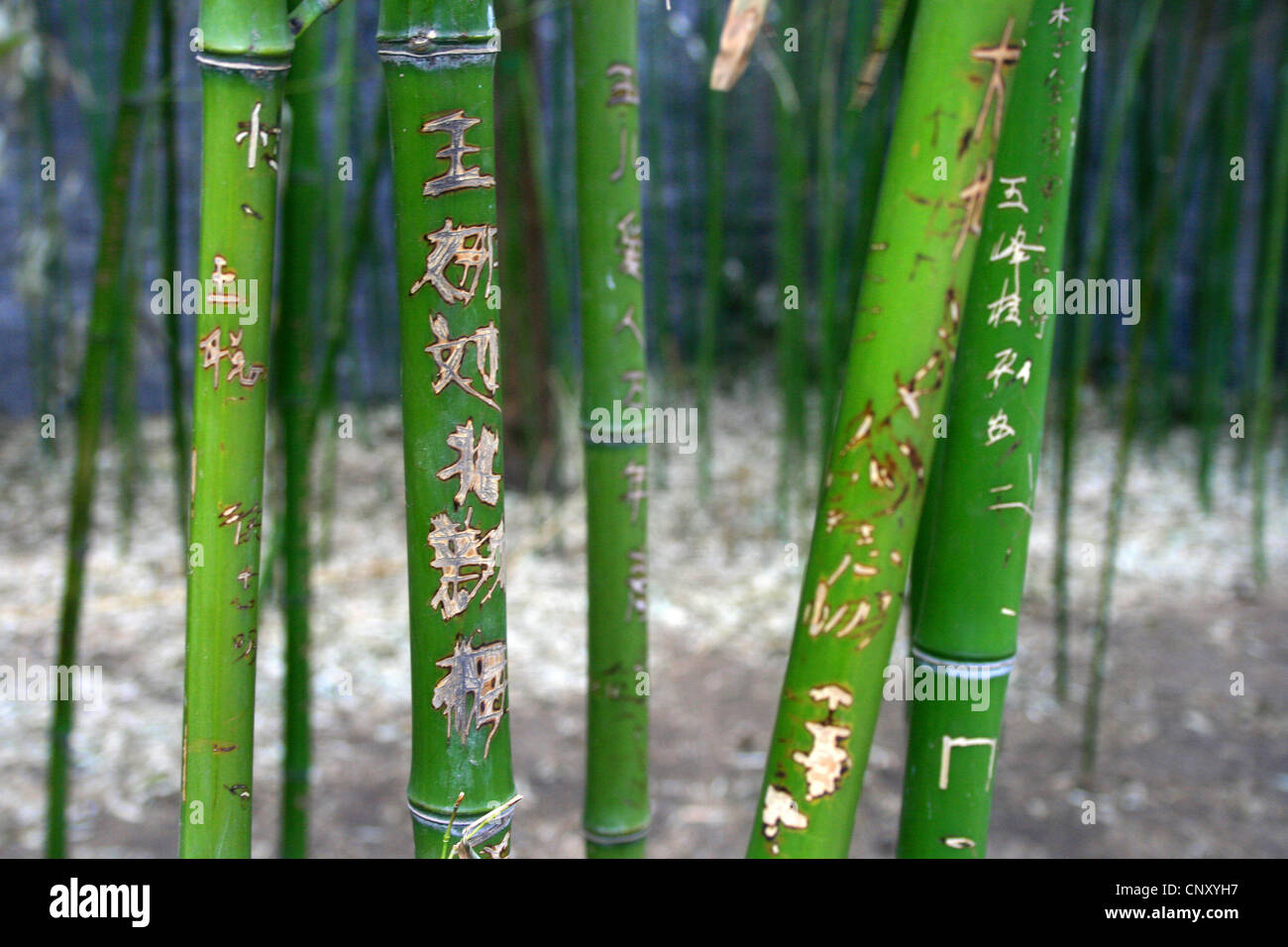 Caracteres Chinois Sur Les Tiges De Bambou Chine Photo Stock Alamy
