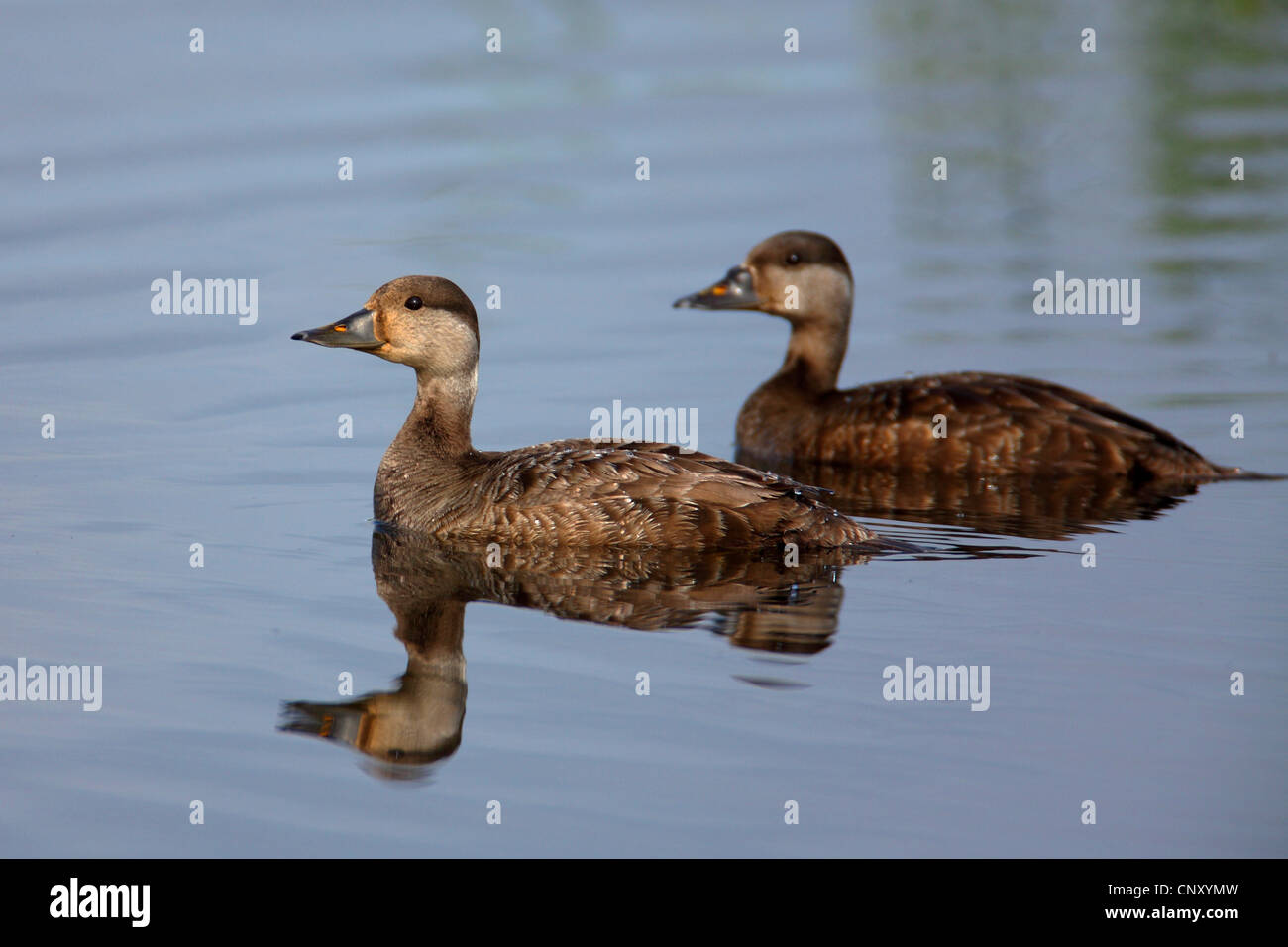 Macreuse noire (Melanitta nigra), natation les femelles, l'Islande, 73320 Banque D'Images