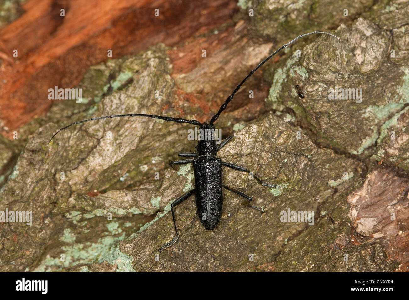 Hêtre, chêne petit scarabée capricorne capricorne Cerambyx scopolii (coléoptère), assis sur l'écorce, Allemagne Banque D'Images