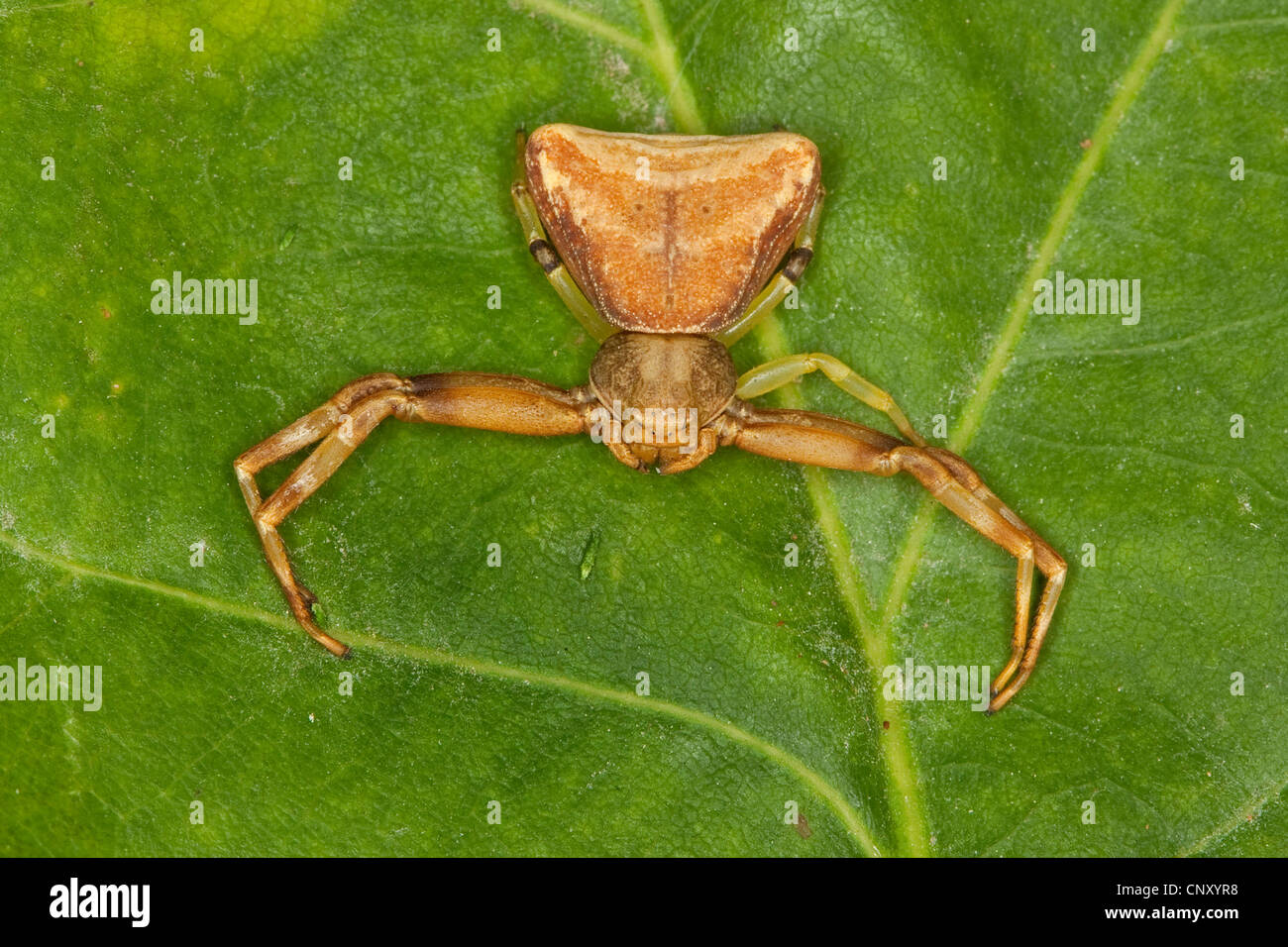 Araignée crabe (Pistius truncatus), Femme, Allemagne Banque D'Images