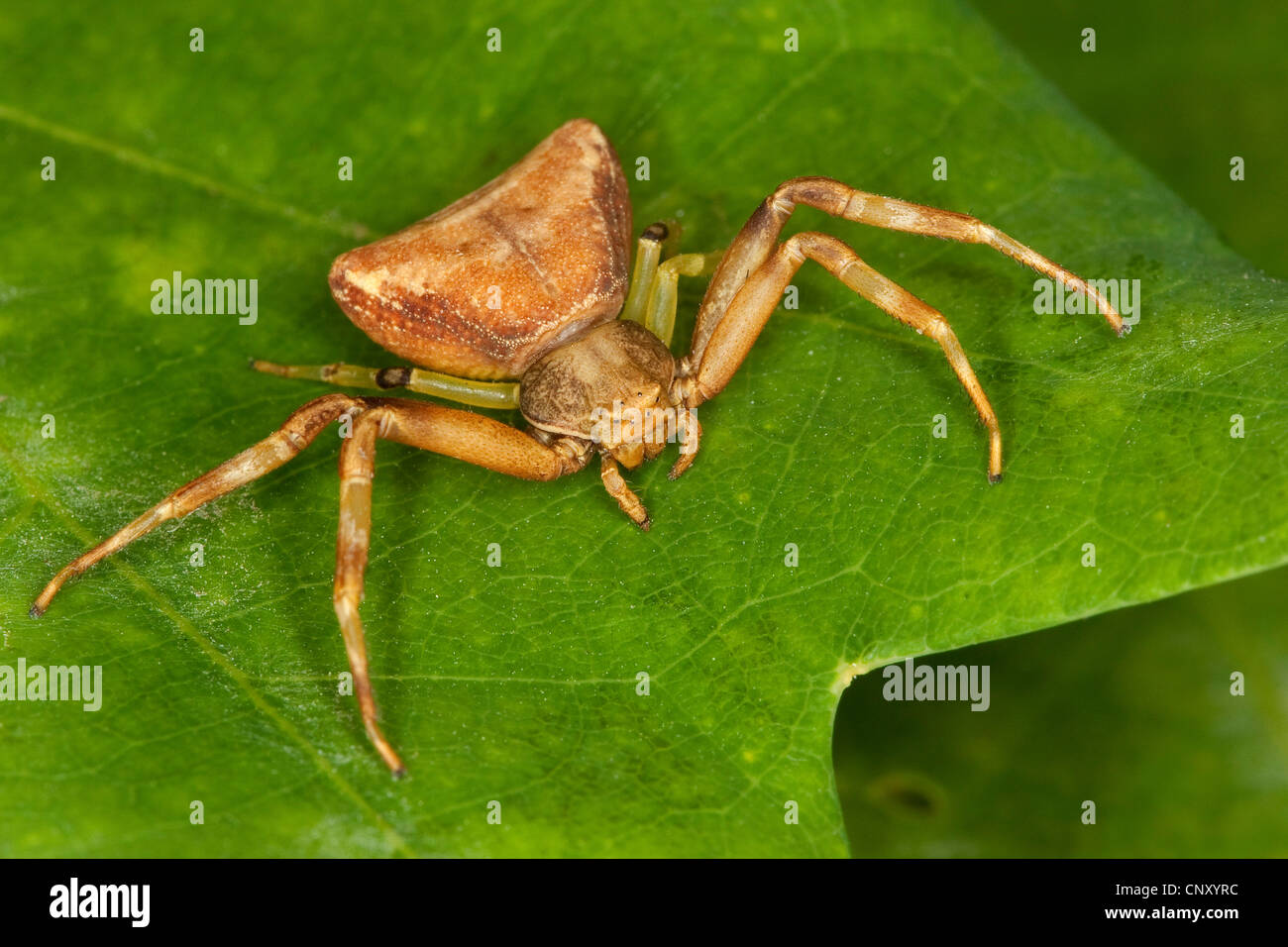 Araignée crabe (Pistius truncatus), Femme, Allemagne Banque D'Images
