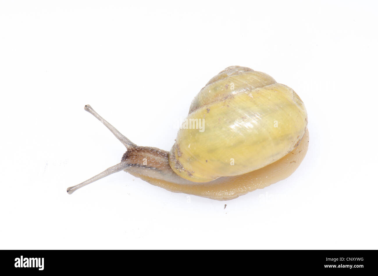 Sur l'escargot escargot. blanc sur blanc Banque D'Images