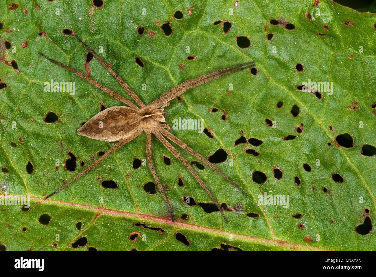 Spider web pépinière pêche fantastique, Pisaura mirabilis (araignée), assis sur une feuille, Allemagne Banque D'Images