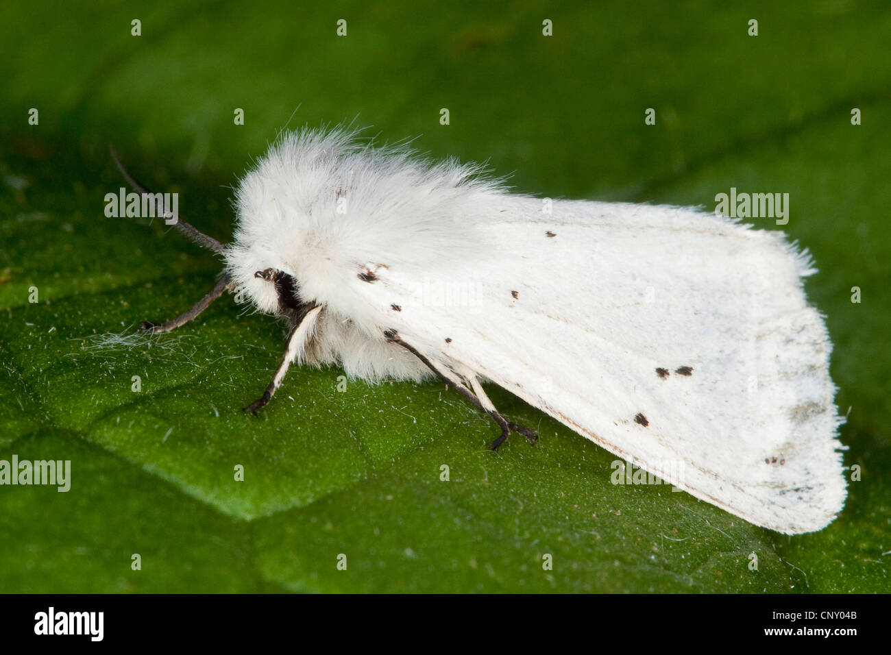 L'hyponomeute du pommier (Spilosoma urticae), assis sur une feuille, Allemagne Banque D'Images