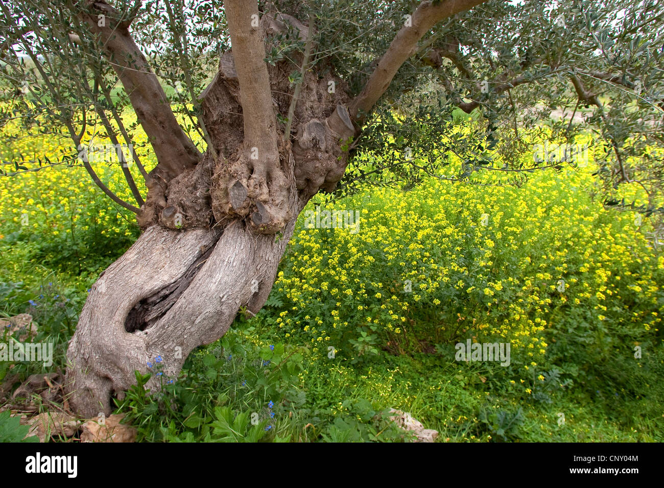 Olivier (Olea europaea ssp. sativa), le vieil arbre, l'Italie, Sicile Banque D'Images